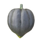 Calabaza Autum Deligh