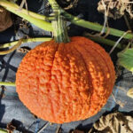 Calabaza Red Warty
