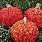 Calabaza Red Warty