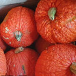 Calabaza Red Warty