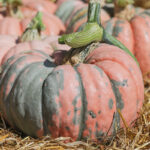 Calabaza Rascal