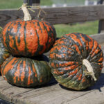 Calabaza Rascal