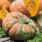 Calabaza Rascal