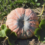 Calabaza Rascal