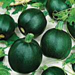 Calabaza Rondini