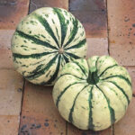 Calabaza Ruffian