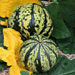 Calabaza Ruffian