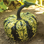 Calabaza Ruffian