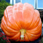 Calabaza Titan