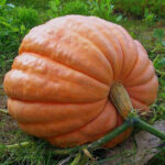 Calabaza Titan