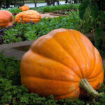Calabaza Titan
