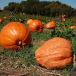 Calabaza Titan