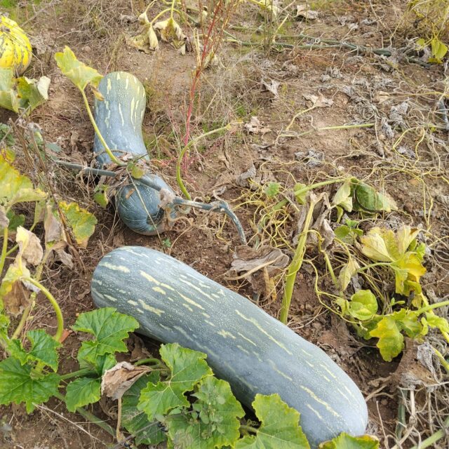 Calabaza Vesuviana