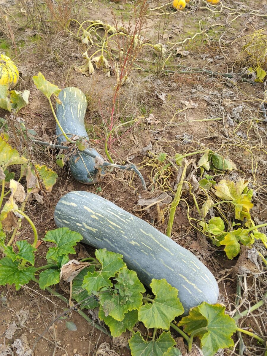 Calabaza Vesuviana