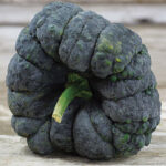Calabaza Yokojama