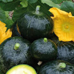 Calabaza Zapallito del Tronco