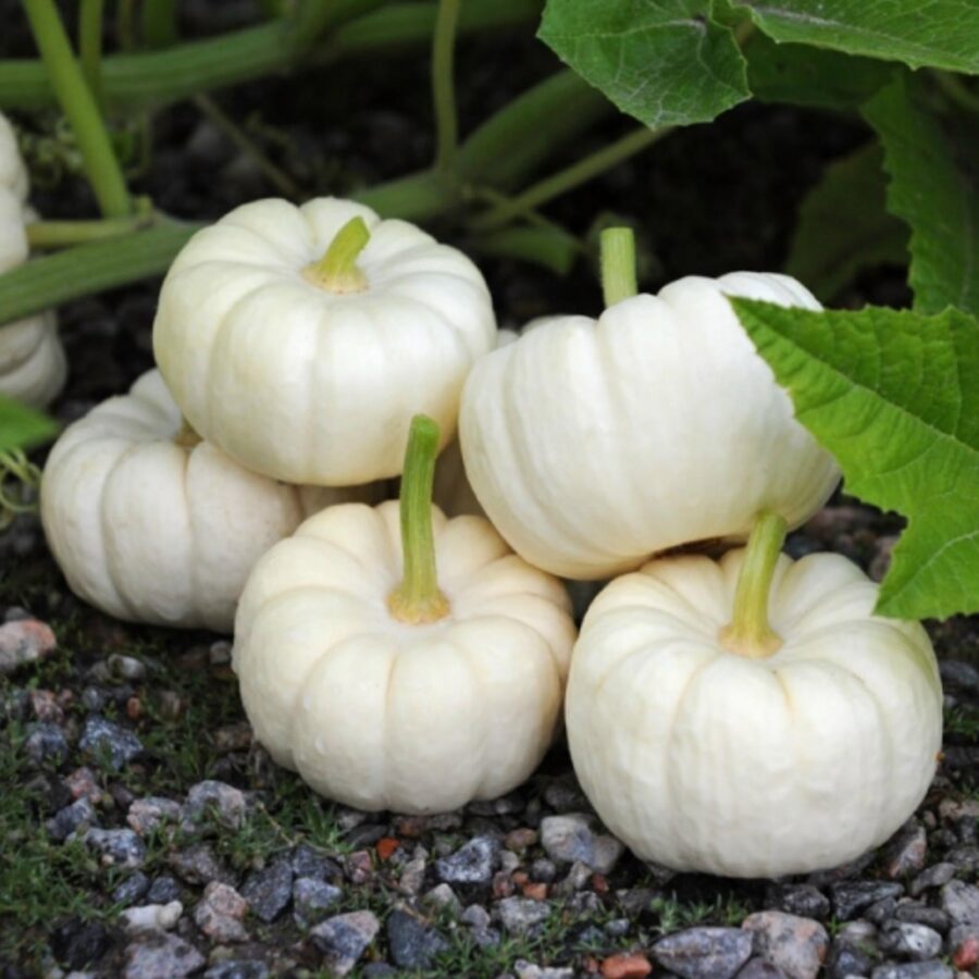Calabaza Baby Boo