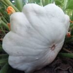 Calabaza Bonetera Blanca
