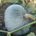 Calabaza Buen Gusto
