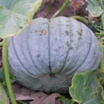 Calabaza Buen Gusto en Plantación