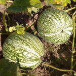 Calabaza Cabello de Angel en Plantación