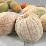 Calabaza One Too Many