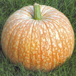 Calabaza One Too Many