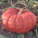 Calabaza Cenicienta