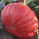 Calabaza Cenicienta en Plantación