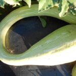 Calabaza Cuello Curvo