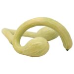Calabaza Cuello Curvo Decoración