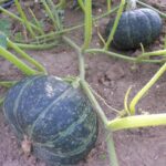 Calabaza Delica en Plantación
