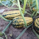 Calabaza Delicata