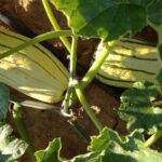 Calabaza Delicata en Plantación