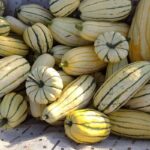Calabaza Delicata Variedades