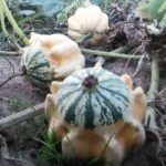 Calabaza Diez Mandamientos En Plantación
