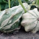 Calabaza Diez Mandamientos Multiforma