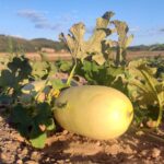 Calabaza Espagueti En Plantación