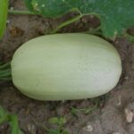 Calabaza Espagueti Blanca
