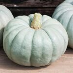 Calabaza Gris de Estambul