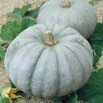 Calabaza Gris de Estambul