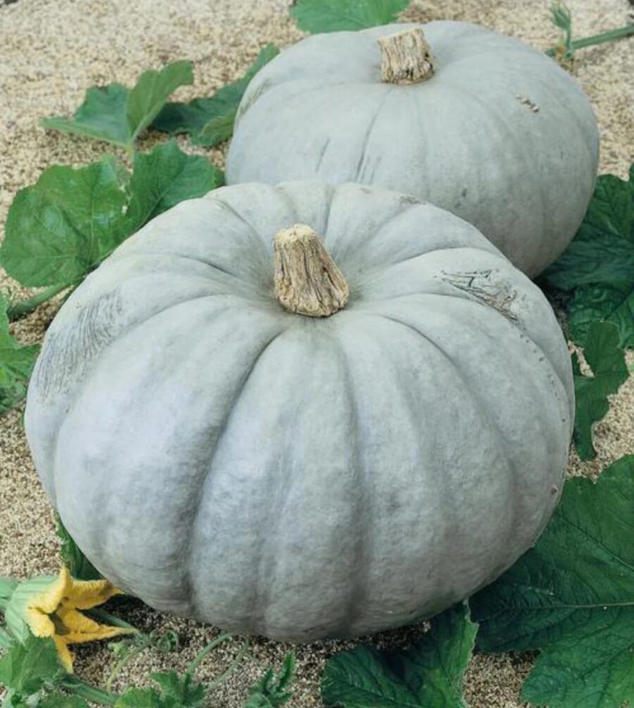 Calabaza Gris de Estambul