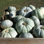 Calabaza Gris de Estambul