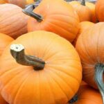 Calabaza Connecticut Field