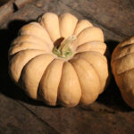 Calabaza Kikuza