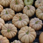 Calabaza Kikuza