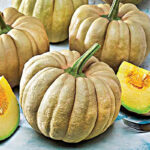 Calabaza Kikuza