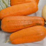 Calabaza Long Pie