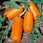 Calabaza Long Pie