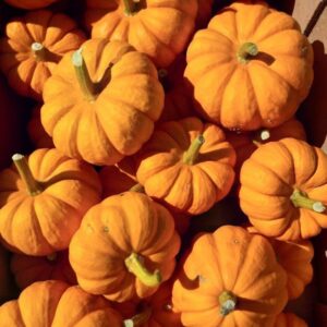 Calabaza Baby Bear